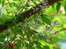 Chinaberry